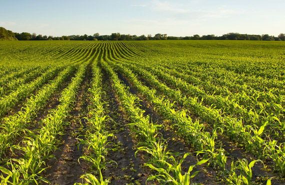 agricoltura biologica, conduzione terreni, Ferrara