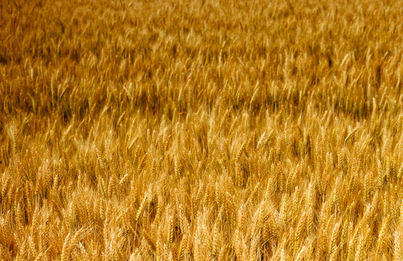 agricoltura biologica, conduzione terreni, Ferrara