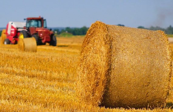agricoltura biologica, conduzione terreni, Ferrara