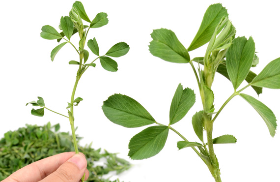 erba medica biologica, scelta dei terreni - organic alfalfa, field selection