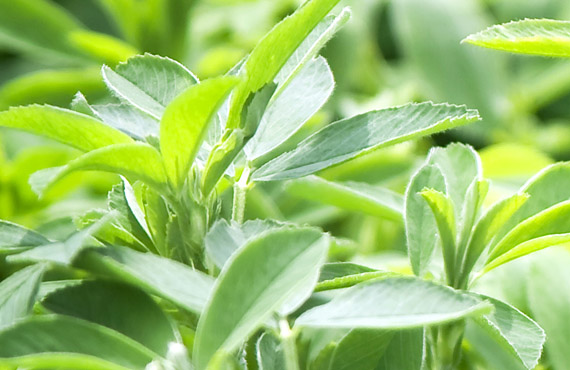 erba medica biologica in campo - organic alfalfa field